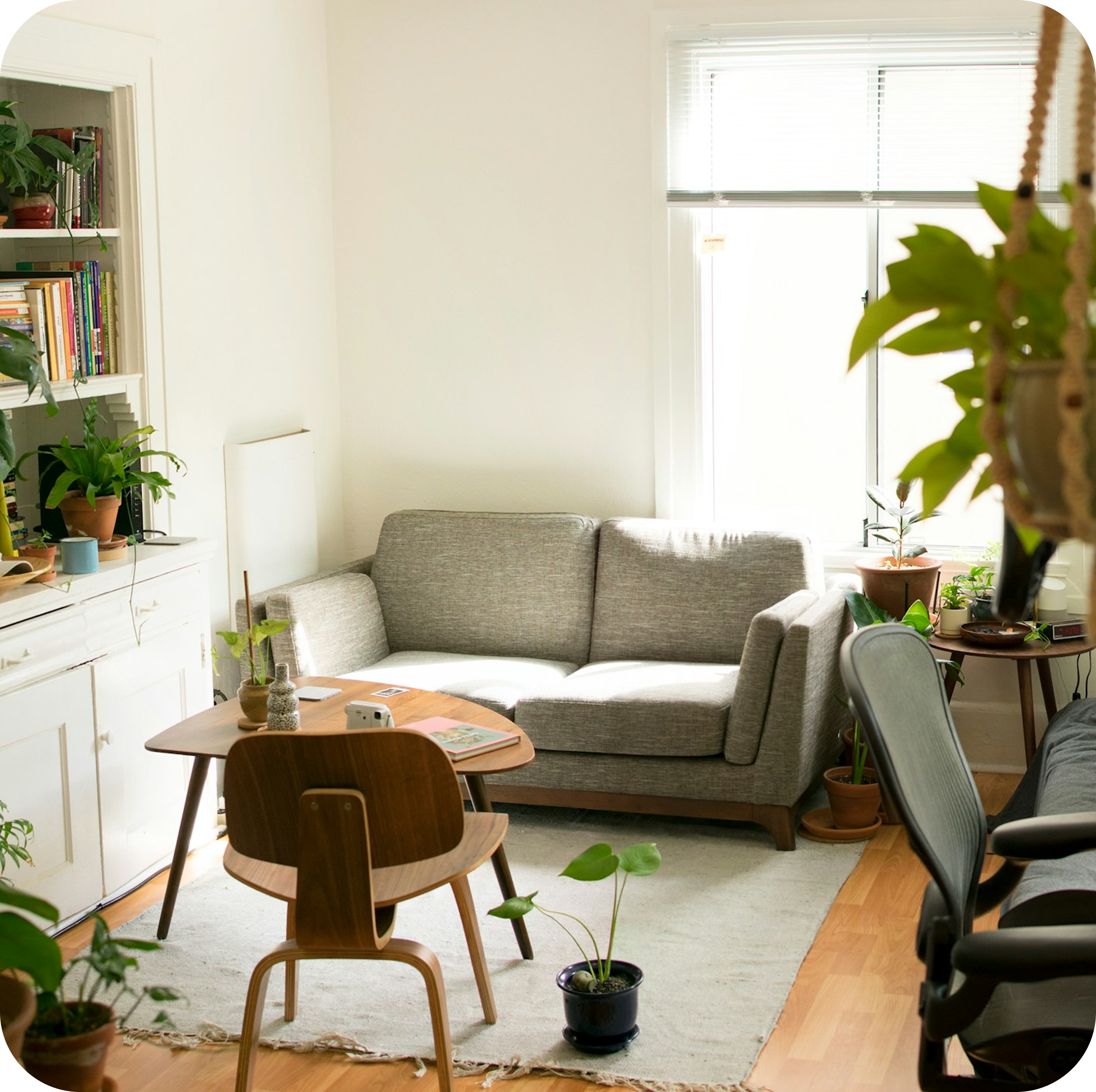 Bright living room with grey sofa, plants, and natural light